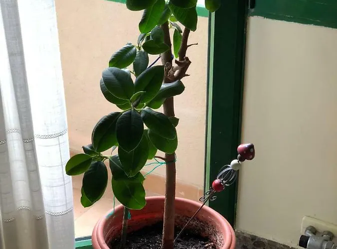 Vivienda Familiar Junto Plaza Toros De *